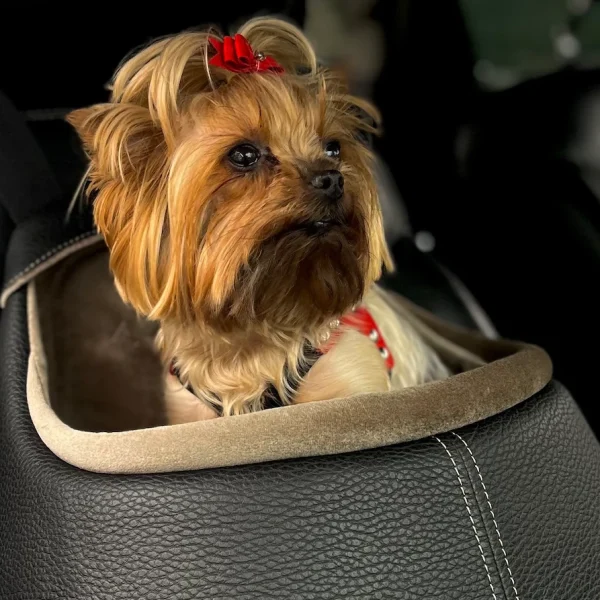 best pet accessories