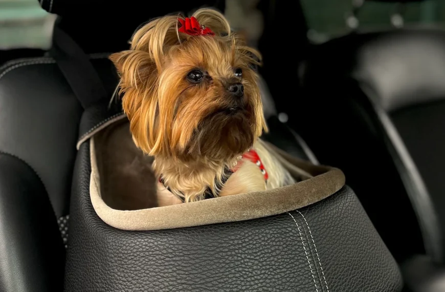 best pet accessories
