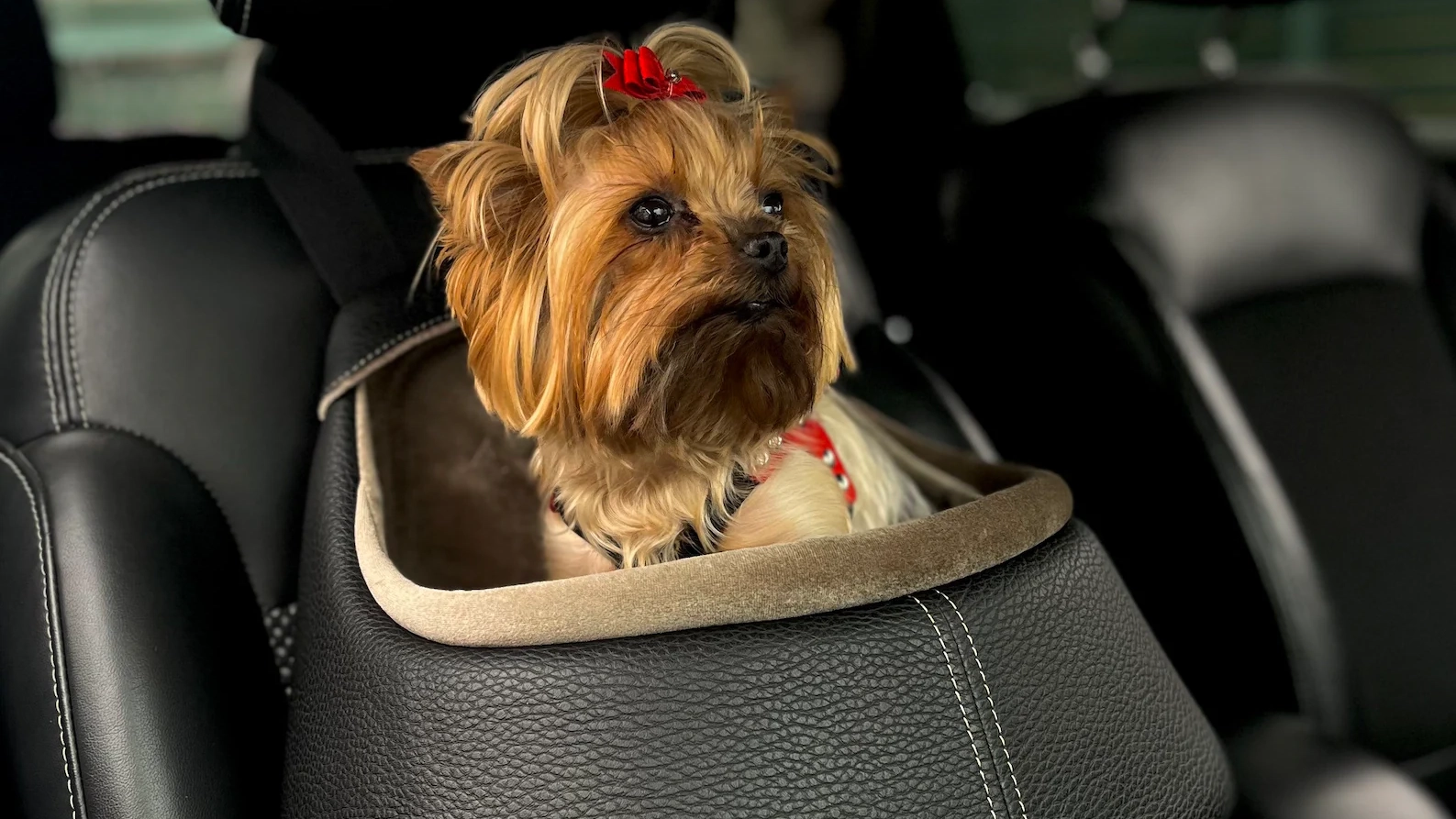 best pet accessories