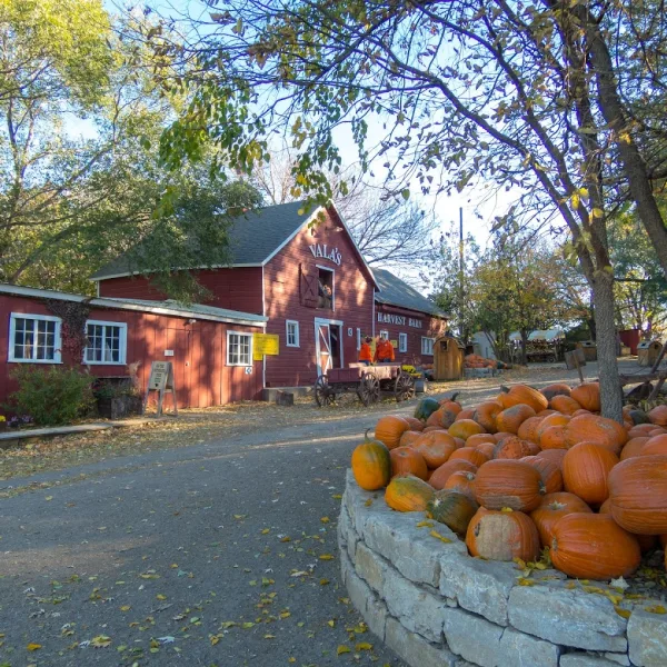 Tips to Survive Vala's pumpkin Patch